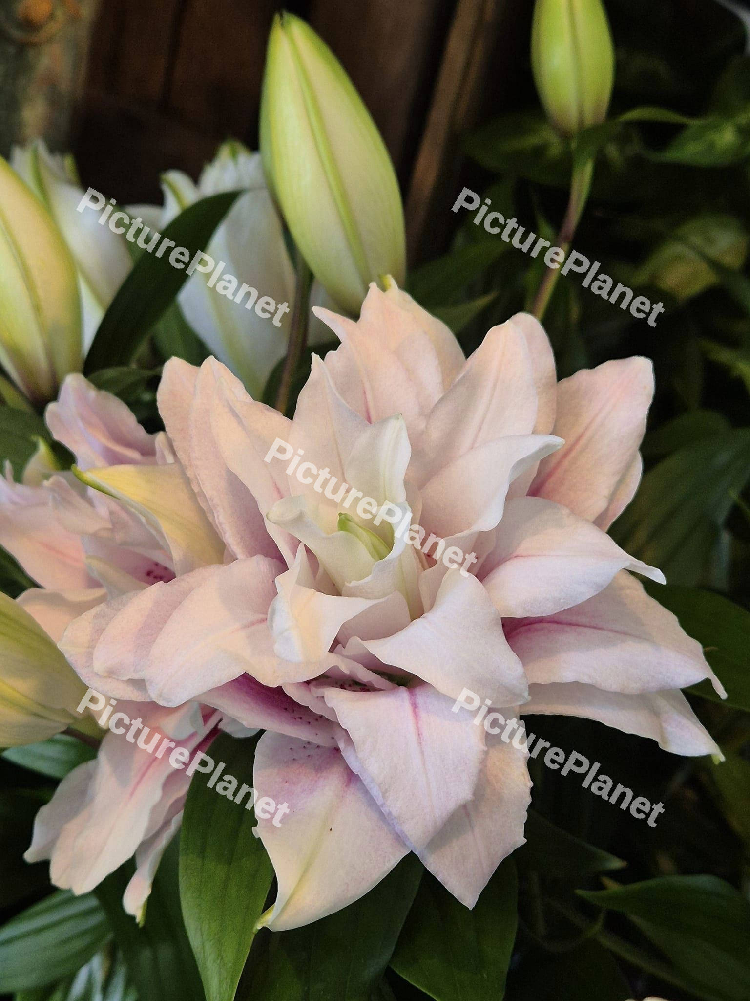 White Lily Flower